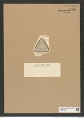Triceratium receptum A. Schm. (de-Toni-Nr.: Genus 140, Species 3920) Zeichnungen Sammlung Grunow Nr. 7410 (NHMW-BOT-W0376485)